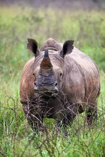 Akagera NP — Rwanda savannah with wildlife
